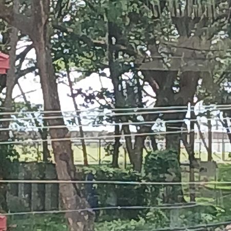 Annies Inn Homestay Kochi Esterno foto